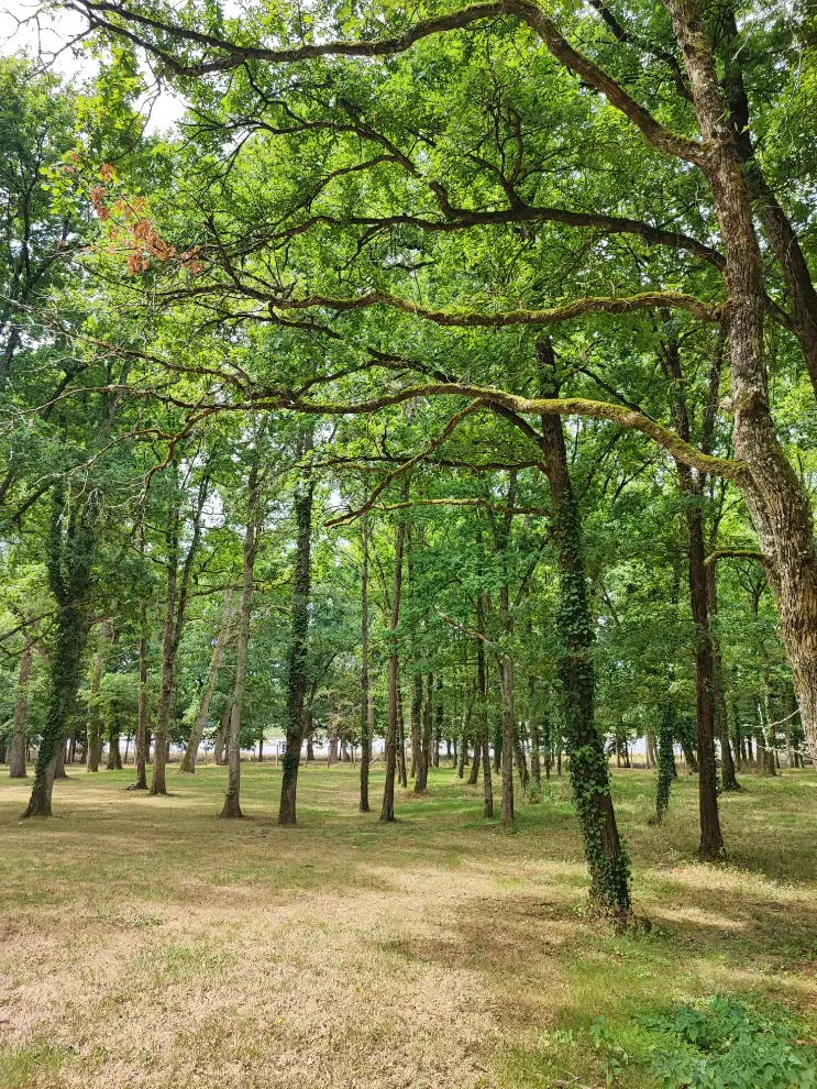 foret